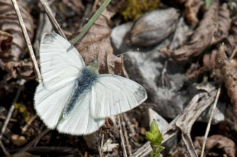 Maschio di Pieris ergane